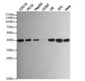 Western blot testing of mouse C2C12, rat PC12, human HepG2, monkey COS7, rat C6, mouse NIH3T3 and human HeLa cell lysates with p38 MAPK antibody at 1:500. Predicted molecular weight: 38-41 kDa.
