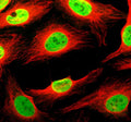 Immunofluorescent staining of THYN1 using anti-THYN1 antibody (green) and anti-Alpha Tubulin antibody (red). THYN1 was detected in an immunocytochemical section of U2OS cells. Enzyme antigen retrieval was performed using IHC enzyme antigen retrieval reagent for 15 mins. The cells were blocked with 10% goat serum. And then incubated with 5 ug/ml rabbit anti-THYN1 antibody and mouse anti-Beta Tubulin antibody overnight at 4oC.