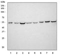 Western blot testing of 1) rat testis, 2) rat ovary, 3) rat brain, 4) rat C6, 5) mouse testis, 6) mouse ovary, 7) mouse brain and 8) mouse NIH 3T3 cell lysate with Aromatase antibody. Predicted molecular weight ~58 kDa.