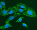 Immunofluorescent staining of FOXI1 using anti-FOXI1 antibody (green). FOXI1 was detected in immunocytochemical section of U20S cells. Enzyme antigen retrieval was performed using IHC enzyme antigen retrieval reagent for 15 mins. The cells were blocked with 10% goat serum. And then incubated with 2ug/ml rabbit anti-FOXI1 antibody overnight at 4oC. DyLight 488 conjugated Goat Anti-Rabbit IgG was used as secondary antibody at 1:100 dilution and incubated for 30 minutes at 37oC. The section was counterstained