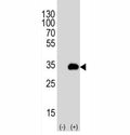 Western blot analysis of ATG-5 antibody and 293T cell lysate either nontransfected (Lane 1) or transiently transfected (2) with the human gene. Predicted molecular weight ATG5: ~32 kDa; ATG5/ATG12 heterodimer: ~56 kDa.