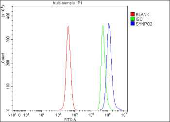 Flow Cytometry analysis of human SH-SY5Y cells using anti-SYNPO2 antibody. Overlay histogram showing SH-SY5Y cells stained with (Blue line). To facilitate intracellular staining, cells were fixed with 4% paraformaldehyde and permeabilized with permeabilization buffer. The cells were blocked with 10% normal goat serum. And then incubated with rabbit anti-SYNPO2 antibody (1 ug/million cells) for 30 min at 20oC.