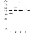 Western blot testing of 1) human HeLa and 2) rat brain, 3) mouse brain and 4) mouse SP20 lysate with CD200 antibody at 0.5ug/ml. Expected molecular weight: 31-43 kDa depending on glycosylation level.