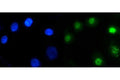 Immunofluorescent staining of FFPE human A549 cells with ARID1A antibody (green) and DAPI nuclear stain (blue). HIER: steam section in pH6 citrate buffer for 20 min.