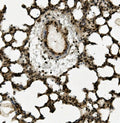 IHC staining of FFPE rat lung with AHR antibody. HIER: boil tissue sections in pH8 EDTA for 20 min and allow to cool before testing.