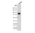 Western blot testing of human HepG2 cell lysate with MDM2 antibody (clone SMP14). Predicted molecular weight: ~55 kDa but can be observed at up to ~90 kDa.