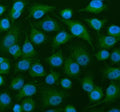 Immunofluorescent staining of MEIOB using anti-MEIOB antibody (green). MEIOB was detected in an immunocytochemical section of cells. Enzyme antigen retrieval was performed using IHC enzyme antigen retrieval reagent for 15 mins. The cells were blocked with 10% goat serum. And then incubated with 5 ug/ml rabbit anti-MEIOB antibody overnight at 4oC. DyLight 488 Conjugated Goat Anti-Rabbit IgG was used as secondary antibody at 1:500 dilution and incubated for 30 min at 37oC.
