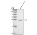 Western blot analysis of Lin7c protein using Zebrafish Lin7c antibody and zebrafish embryo tissue lysate. The predicted molecular weight of LIN7C is ~22 kDa.