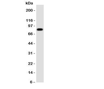 Western blot testing of Proprotein Convertase 4 antibody and rat brain tissue. Observed size 54~84KD depending on glycosylation level