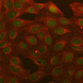 Immunofluorescent staining of FFPE human U2OS cells with B-cell lymphoma 3 antibody (green) and Beta Tubulin mAb (red). HIER: steam section in pH6 citrate buffer for 20 min.