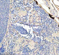IHC staining of FFPE zebrafish kidney tissue with Zebrafish Eno1 antibody, HRP secondary and DAB substrate. HIER: boil tissue sections in pH8 EDTA for 20 min and allow to cool before testing.