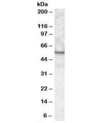 Western blot testing of human kidney lysate with UNC5CL antibody at 0.3ug/ml. Predicted molecular weight: ~58kDa.
