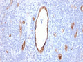 IHC staining of FFPE human tonsil with recombinant vWF antibody (clone rVWF/2480). HIER: boil tissue sections in pH 9 10mM Tris with 1mM EDTA for 20 min and allow to cool before testing.