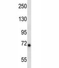 Ikbke antibody western blot analysis in mouse liver tissue lysate.
