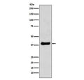 Western blot testing of mouse NIH3T3 cell lysate with JUN antibody. Predicted molecular weight ~36 kDa, commonly observed at 36-43 kDa.