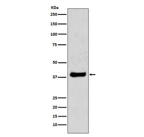 Western blot testing of mouse NIH3T3 cell lysate with JUN antibody. Predicted molecular weight ~36 kDa, commonly observed at 36-43 kDa.