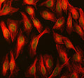 Immunofluorescent staining of MBTD1 using anti-MBTD1 antibody (green) and anti-Beta Tubulin antibody (red). MBTD1 was detected in immunocytochemical section of U2OS cell. Enzyme antigen retrieval was performed using IHC enzyme antigen retrieval reagent for 15 mins. The cells were blocked with 10% goat serum. And then incubated with 5 ug/ml rabbit anti-MBTD1 antibody and mouse anti-Beta Tubulin antibody overnight at 4oC.