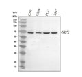 Western blot analysis of SRPX using anti-SRPX antibody. Electrophoresis was performed on a 10% SDS-PAGE gel at 80V (Stacking gel) / 120V (Resolving gel) for 2 hours. Lane 1: human U251 whole cell lysates, Lane 2: human U2OS whole cell lysates, Lane 3: human PC-3 whole cell lysates, Lane 4: human 293T whole cell lysates. After electrophoresis, proteins were transferred to a nitrocellulose membrane at 150 mA for 50-90 min. Blocked the membrane with 5% non-fat milk/TBS for 1.5 hour at RT.
