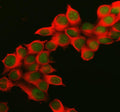 Immunofluorescent staining of MEPCE using anti-MEPCE antibody (green) and anti-Beta Tubulin antibody (red). MEPCE was detected in an immunocytochemical section of MCF-7 cells. Enzyme antigen retrieval was performed using IHC enzyme antigen retrieval reagent for 15 mins. The cells were blocked with 10% goat serum. And then incubated with 5 ug/ml rabbit anti-MEPCE antibody and mouse anti-Beta Tubulin antibody overnight at 4oC.
