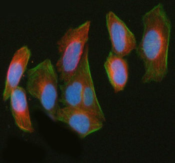 Immunofluorescent staining of LUZP1 using anti-LUZP1 antibody (green) and anti-Beta Tubulin antibody (red). LUZP1 was detected in immunocytochemical section of HELA cell. Enzyme antigen retrieval was performed using IHC enzyme antigen retrieval reagent for 15 mins. The cells were blocked with 10% goat serum. And then incubated with 5 ug/ml rabbit anti-LUZP1 antibody (green) and mouse anti-Beta Tubulin antibody (red) overnight at 4oC.
