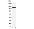 Western blot testing of p107 antibody and Lane 1: 239T; 2: Jurkat cell lysate