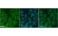 Immunofluorescence testing of mouse submandibular gland cells at E18 with Muc19 antibody at 4ug/ml (nuclear counterstain with DAPI in green).