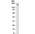 Western blot testing of HeLa lysate with EGFR antibody at 0.1ug/ml. Predicted molecular weight ~134kDa. The higher band likely represents a glycosylated form of the protein.