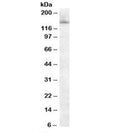 Western blot testing of HeLa nuclear lysate with SF3B3 antibody at 0.1ug/ml. Expected molecular weight: ~130kDa, observed here at ~150kDa.