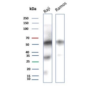 Western blot testing of human Raji and Ramos cell lysate with recombinant CD27 antibody. Predicted molecular weight ~29 kDa but may be observed at higher molecular weights due to glycosylation.