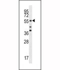 Cdc25A antibody western blot analysis in MCF-7 lysate. Predicted molecular weight: 59-70 kDa.