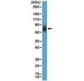 Western blot testing of human HL60 cell lysate with recombinant CD33 antibody at 1:100 dilution. Predicted molecular weight is 40-67 kDa depending on glycosylation level.