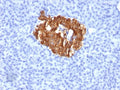 IHC staining of FFPE human pancreas with Insulin antibody (clone K36aC10). No HIER required.