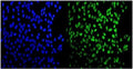 Immunofluorescent staining of FFPE human U-2 OS cells with MEF2A antibody (green) and DAPI nuclear stain (blue). HIER: steam section in pH6 citrate buffer for 20 min.