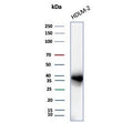 Western blot testing of human HDLM-2 cell lysate with PD-L1 antibody (clone PDL1/8222R). Predicted molecular weight ~34 kDa (unmodified), 45-70 kDa (glycosylated).