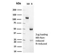 SDS-PAGE analysis of purified, BSA-free CD7 antibody (clone HuLy-m2) as confirmation of integrity and purity.
