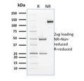 SDS-PAGE analysis of purified, BSA-free Cyclin B2 antibody (clone X29.2) as confirmation of integrity and purity.