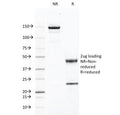 SDS-PAGE Analysis of Purified, BSA-Free CD46 Antibody (clone 169-1-E4.3). Confirmation of Integrity and Purity of the Antibody.