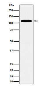 Western blot analysis of SEC24D expression in human HeLa cell lysate using SEC24D antibody. Predicted molecular weight ~113 kDa.