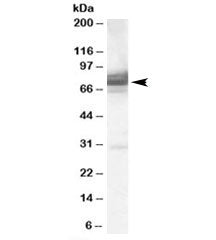 Western blot testing of 293 lysate with IFT74 antibody at 0.3ug/ml. Predicted molecular weight: ~69 kDa.