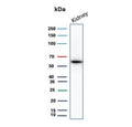 Western blot testing of human kidney tissue lysate with OCLN antibody. Predicted molecular weight ~59 kDa.