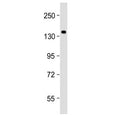 Western blot testing of human HEK293 cell lysate with SEC24B antibody at 1:2000. Predicted molecular weight ~137 kDa.