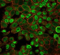 Immunofluorescent staining of PFA-fixed human HeLa cells using JAZF1 antibody (green, clone PCRP-JAZF1-1C2) and phalloidin (red).