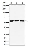 Western blot analysis of PRPF4 expression in (1) human Raji cell lysate; (2) mouse RAW264.7 cell lysate; (3) rat C6 cell lysate. Predicted molecular weight ~58 kDa.