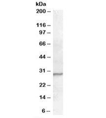 Western blot testing of Jurkat lysate with PGRP-S antibody at 0.3ug/ml. Predicted molecular weight: ~22/28kDa (unmodified/glycosylated).