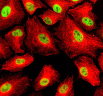 Immunofluorescent staining of FFPE human A549 cells with SCAF11 antibody (green) and Beta Tubulin mAb (red). HIER: steam section in pH6 citrate buffer for 20 min.
