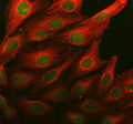 Immunofluorescent staining of MSL1 using anti-MSL1 antibody (green) and anti-Beta Tubulin antibody (red). MSL1 was detected in an immunocytochemical section of U2OS cells. Enzyme antigen retrieval was performed using IHC enzyme antigen retrieval reagent for 15 mins. The cells were blocked with 10% goat serum. And then incubated with 5 ug/ml rabbit anti-MSL1 antibody and mouse anti-Beta Tubulin antibody overnight at 4oC.