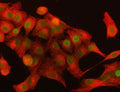Immunofluorescent staining of FFPE human A549 cells with DAX-1 antibody (red) and Beta Tubulin mAb (green). HIER: steam section in pH6 citrate buffer for 20 min.