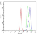 Flow cytometry testing of human Daudi cells with L1RE1 antibody at 1ug/million cells (blocked with goat sera); Red=cells alone, Green=isotype control, Blue= L1RE1 antibody.
