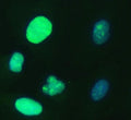 Immunofluorescent staining of FFPE human A549 cells with UBE2S antibody (green) and DAPI nuclear stain (blue). HIER: steam section in pH6 citrate buffer for 20 min.