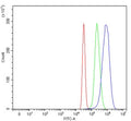 Flow cytometry testing of fixed and permeabilized human HepG2 cells with Lysozyme C antibody at 1ug/million cells (blocked with goat sera); Red=cells alone, Green=isotype control, Blue= Lysozyme C antibody.